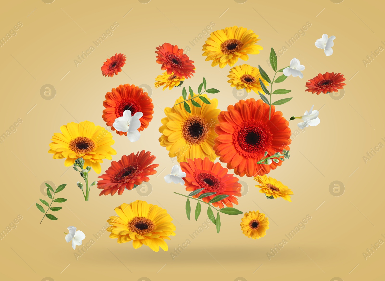 Image of Bright gerberas and other beautiful flowers in air on dark beige background