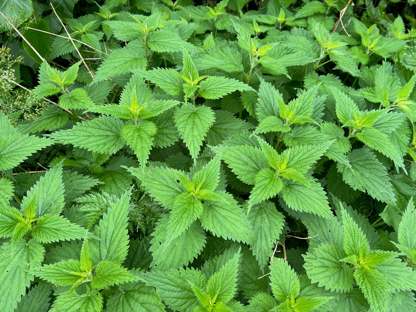 Photo of Nettle plant with green leaves as background, closeup