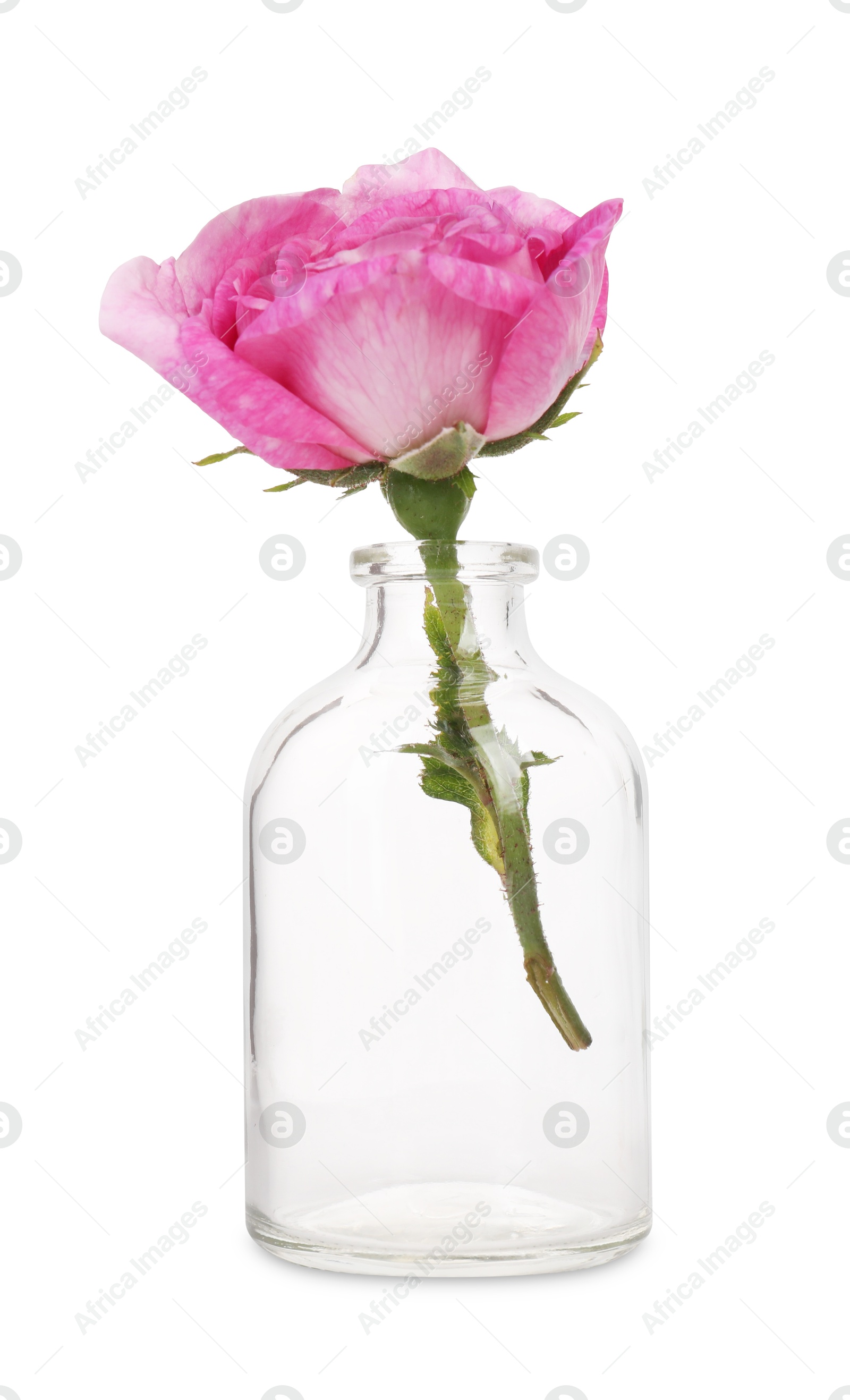 Photo of Beautiful pink rose in glass bottle isolated on white