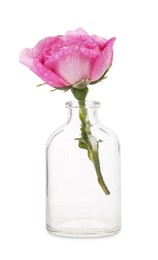 Photo of Beautiful pink rose in glass bottle isolated on white