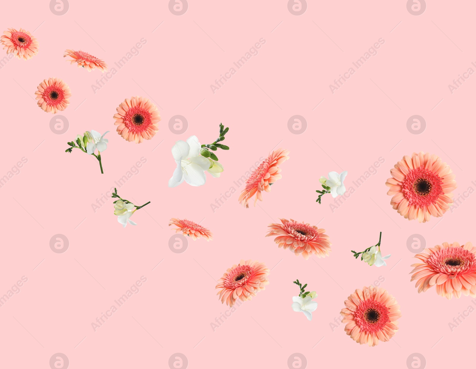 Image of Coral gerbera and white freesia flowers flying on pink background