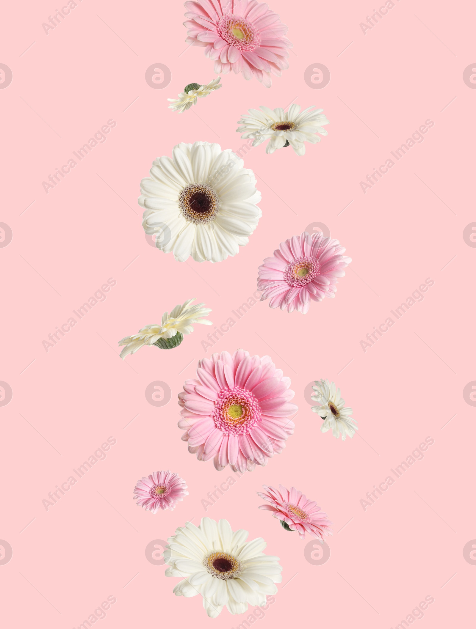 Image of Beautiful gerbera flowers falling on pink background