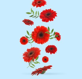 Image of Red gerbera flowers and green leaves falling on light blue background