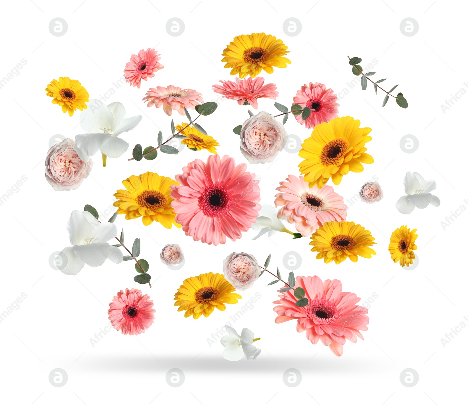 Image of Bright gerberas and other beautiful flowers in air on white background