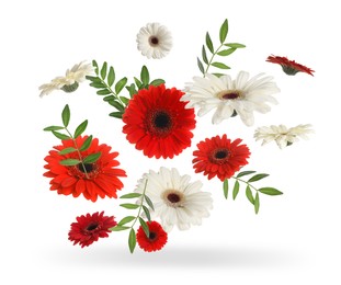 Bright gerbera flowers and green leaves in air on white background