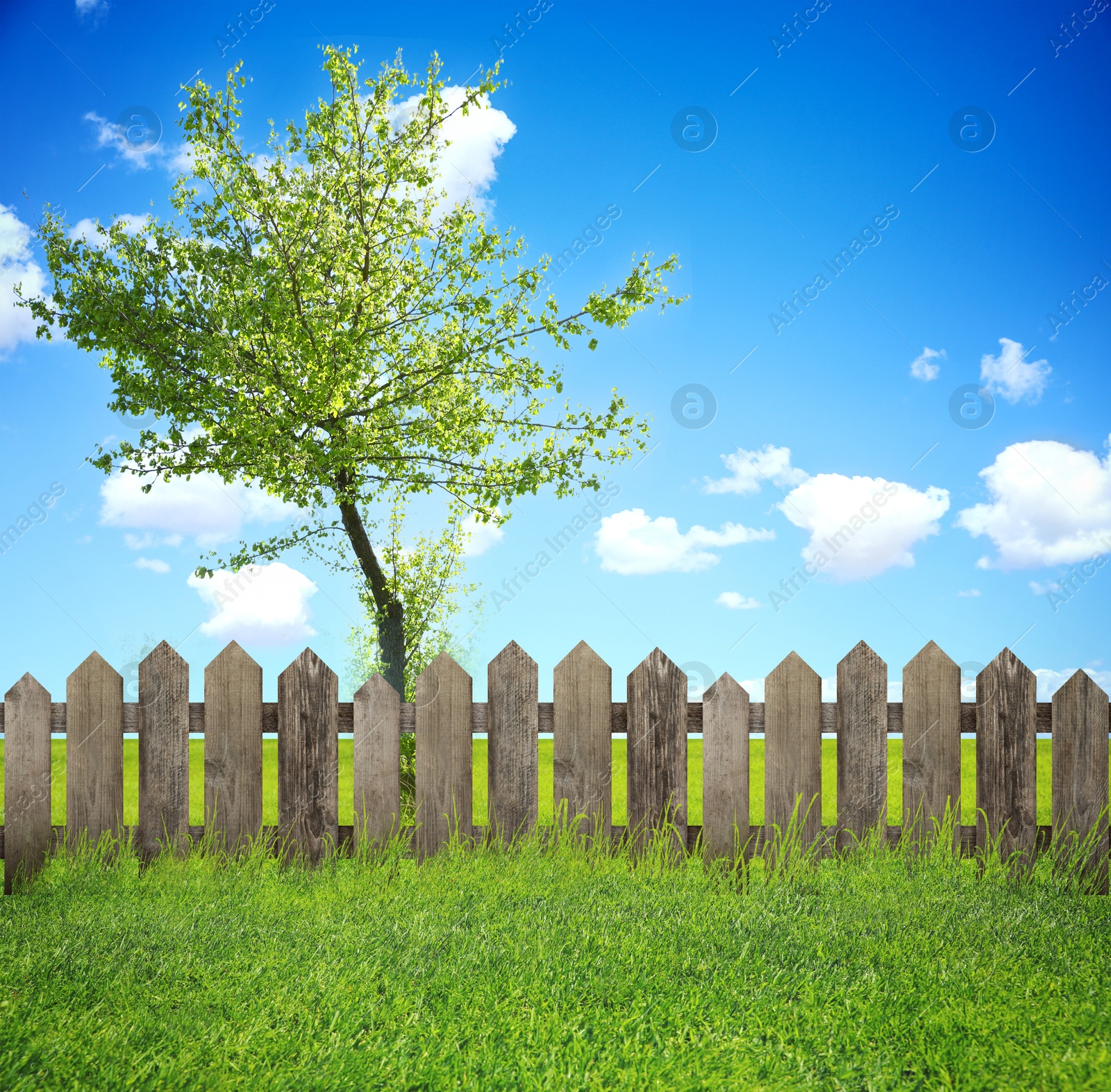 Image of Wooden fence, tree and green grass outdoors