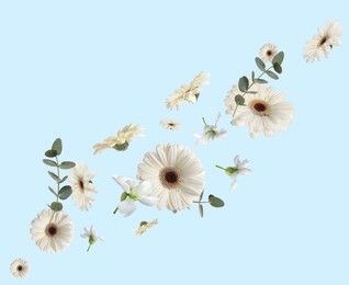 Image of White gerberas, stock flowers and green leaves in air on light blue background