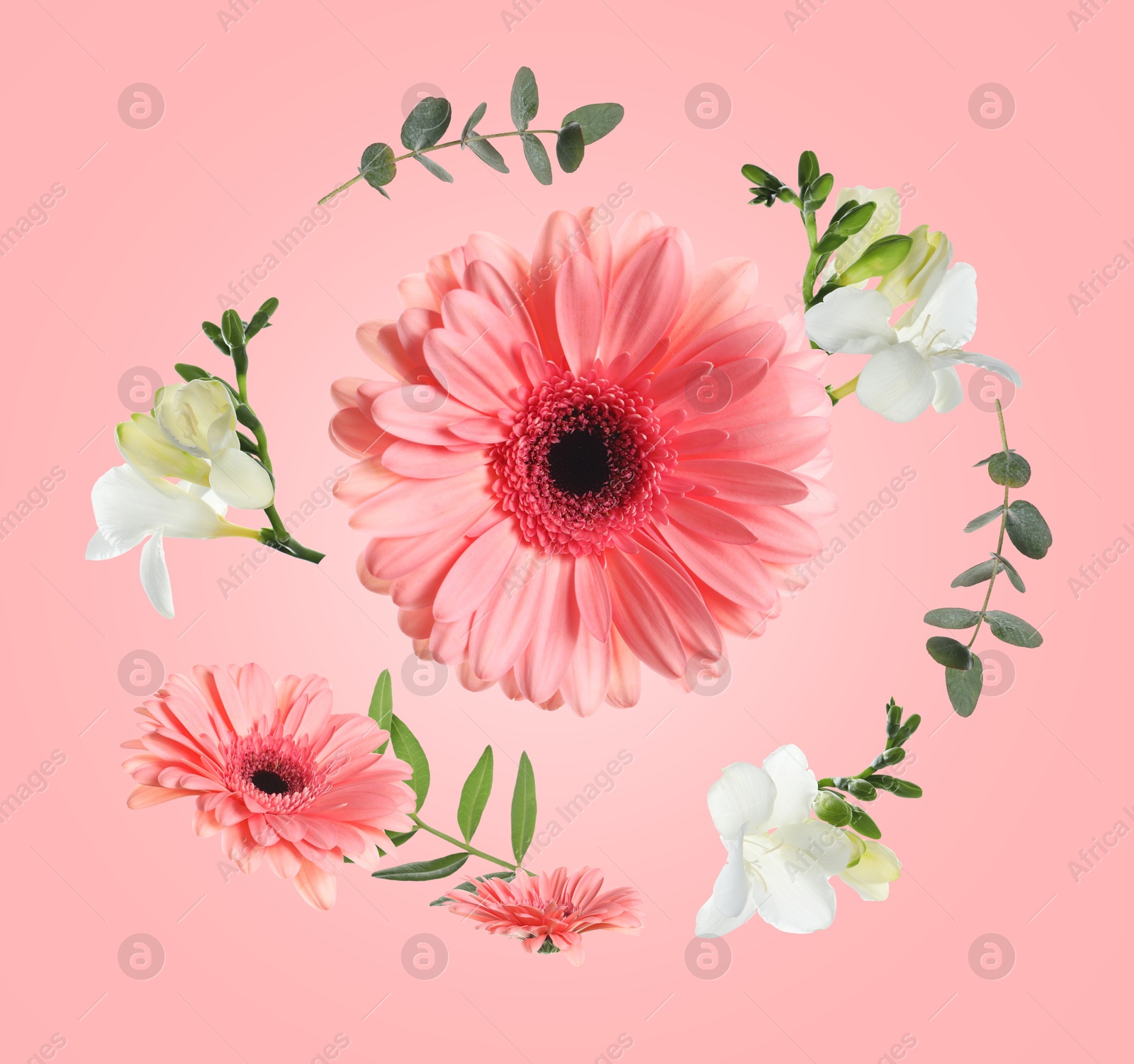 Image of Gerberas, freesias and green leaves in air on pink background