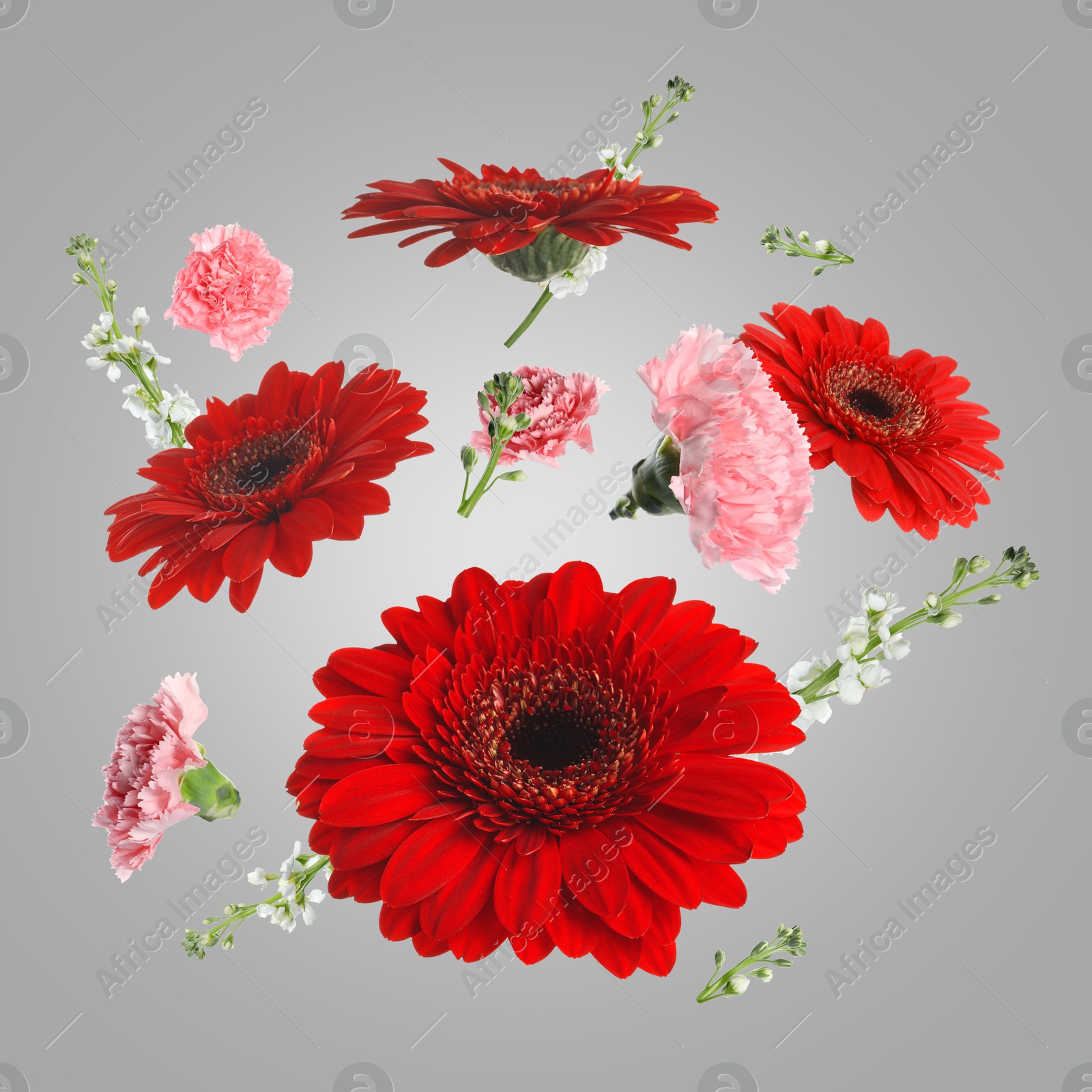 Image of Red gerberas and other beautiful flowers in air on grey background