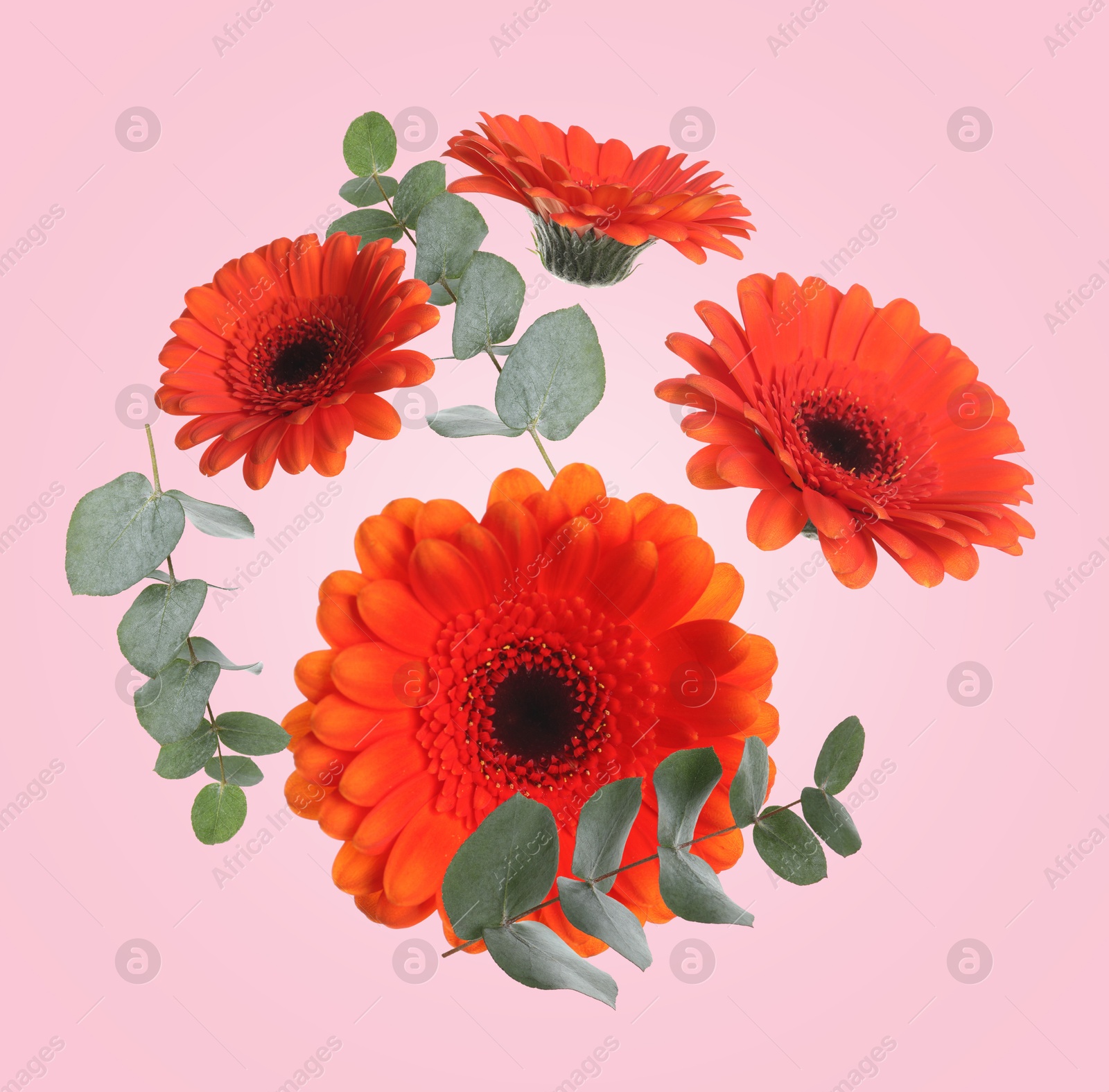 Image of Red gerberas and green eucalyptus in air on pink background