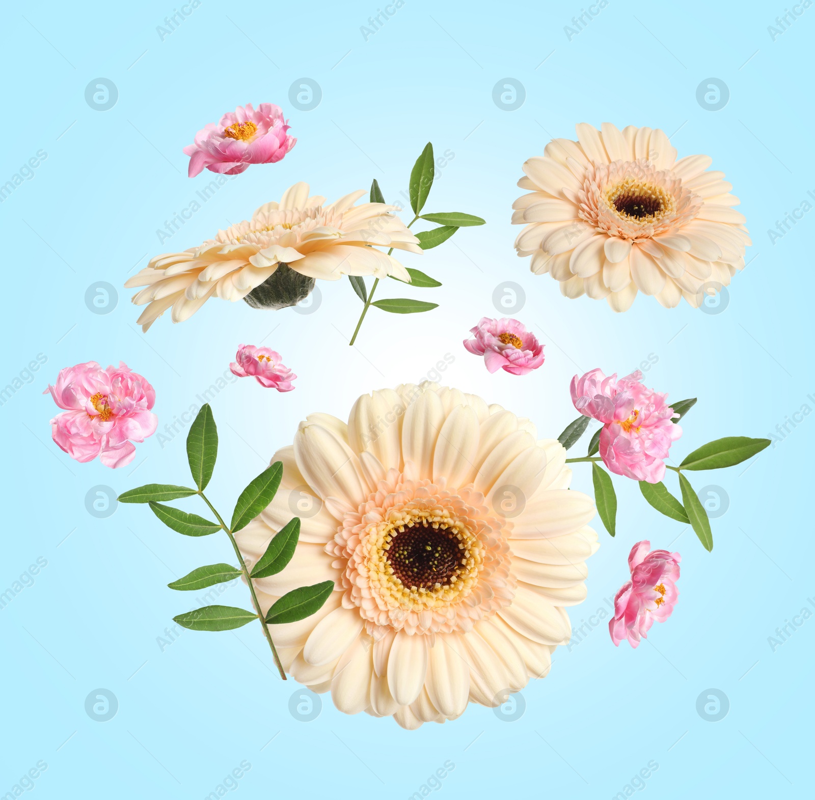 Image of Beige gerberas, pink peonies and green leaves in air on light blue background