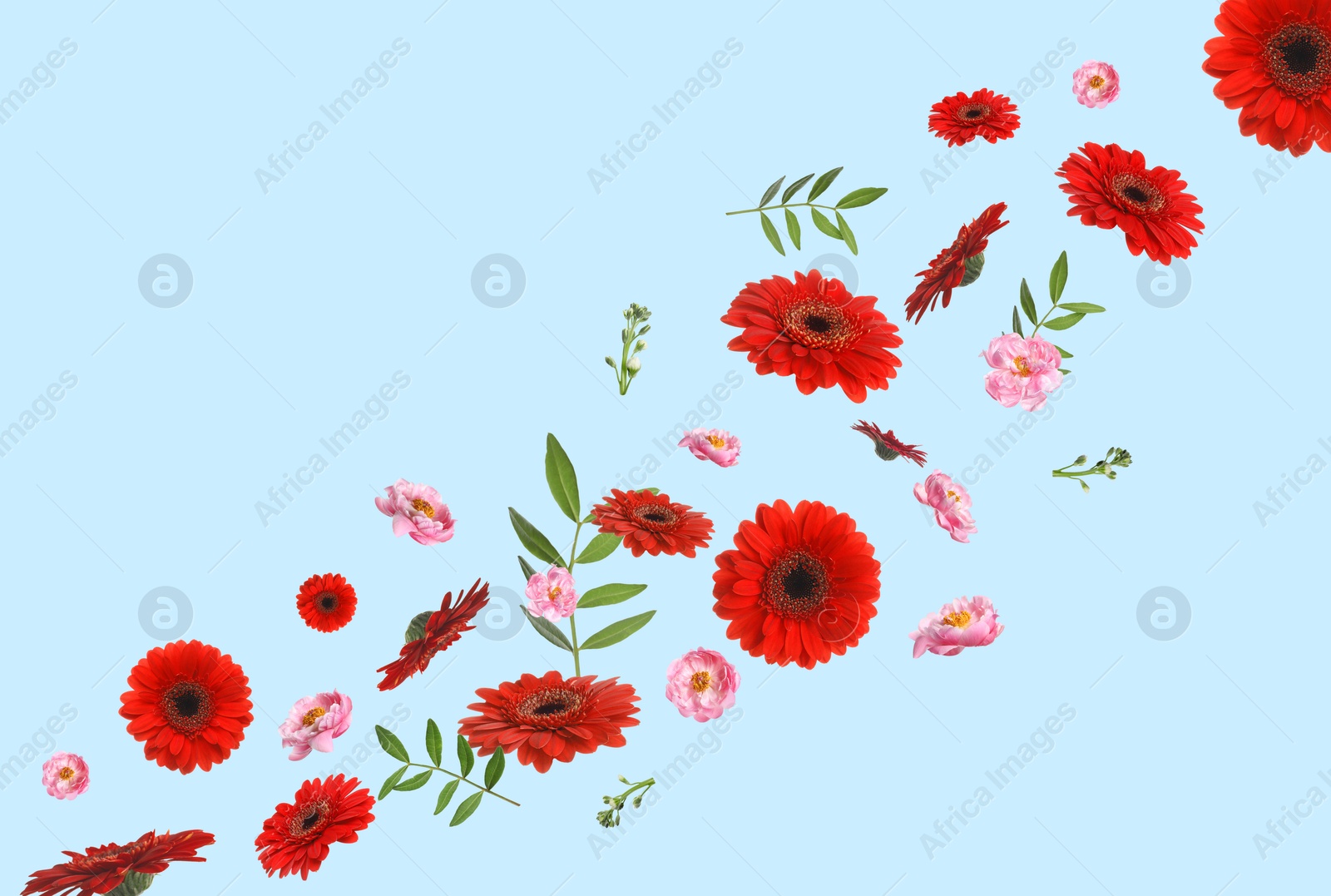 Image of Red gerberas, pink peonies and green leaves flying on light blue background