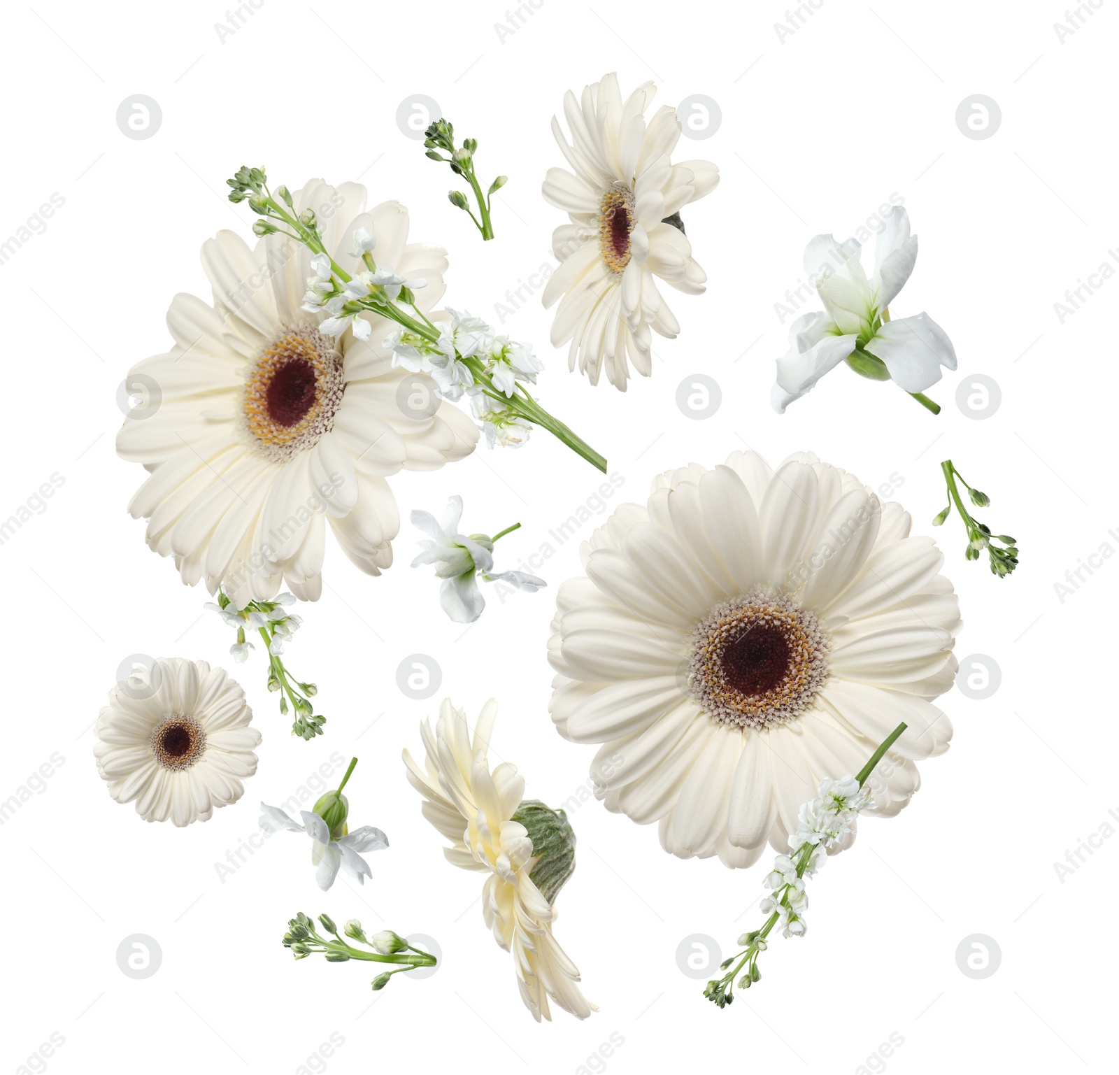 Image of Gerberas and other beautiful flowers in air on white background