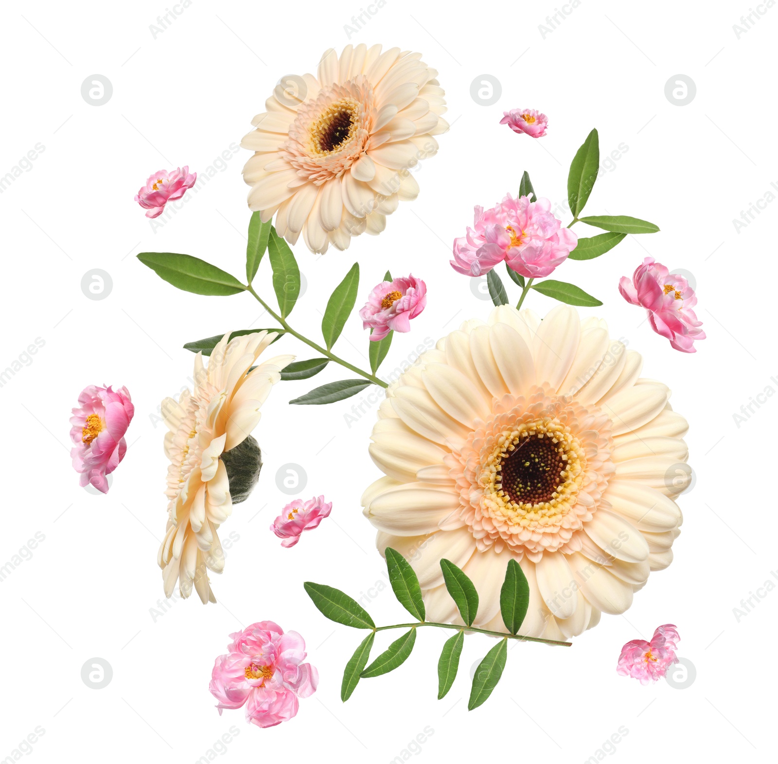 Image of Beige gerberas, pink peonies and green leaves in air on white background