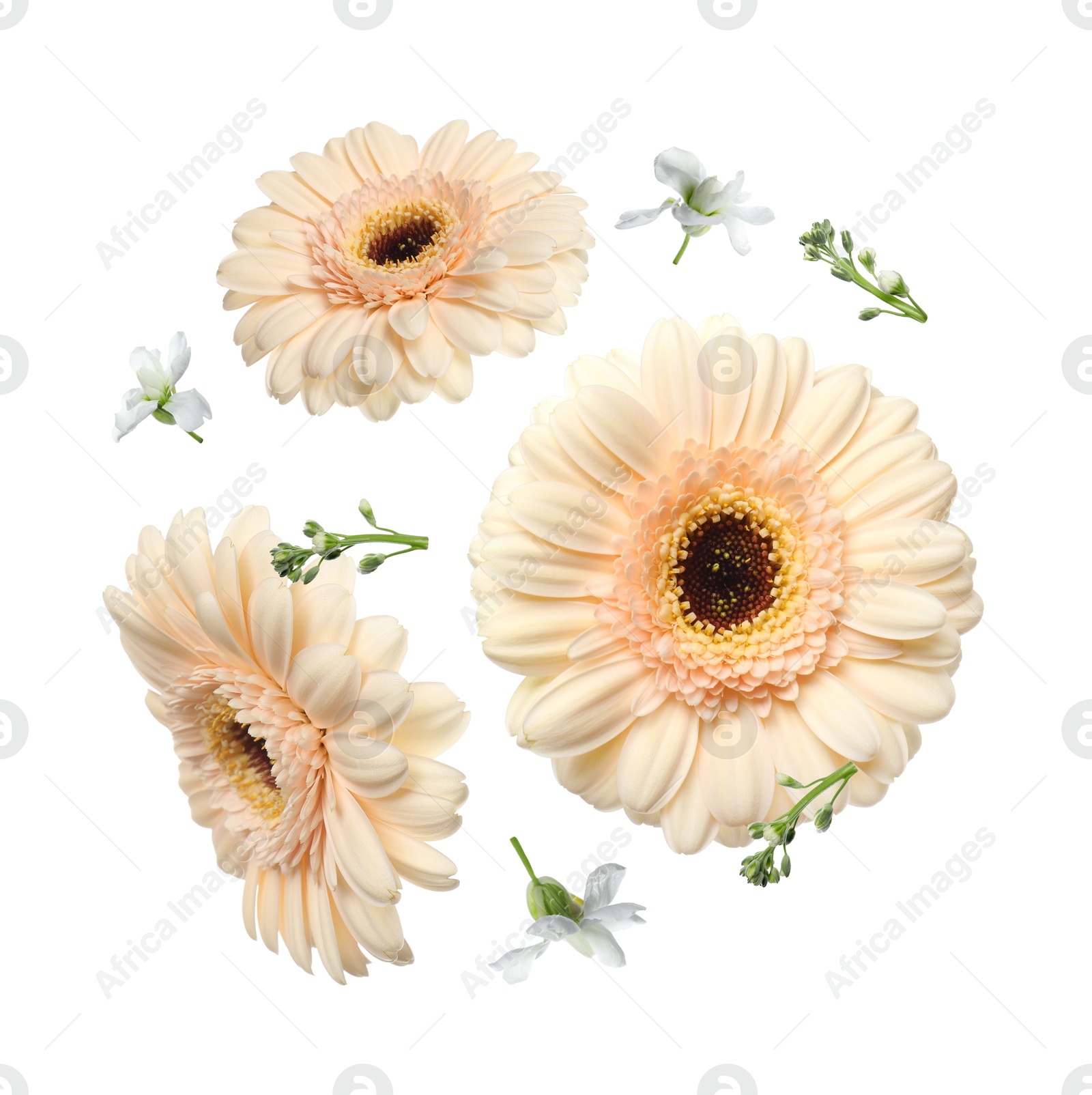 Image of Beige gerberas and other beautiful flowers in air on white background