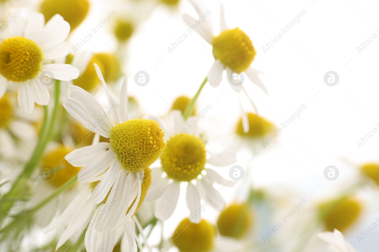 Photo of Beautiful chamomile flowers on white background, closeup