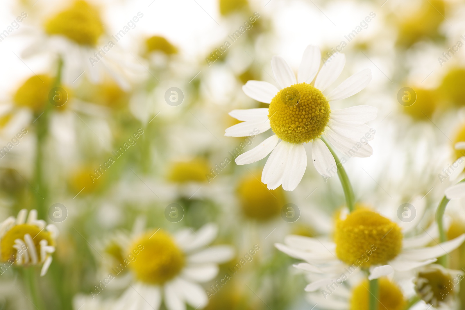 Photo of Beautiful chamomile flowers on white background, closeup