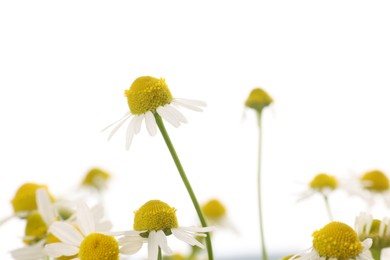 Photo of Beautiful chamomile flowers on white background, closeup