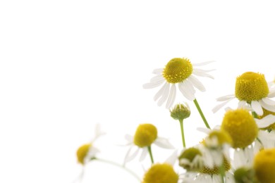 Photo of Beautiful chamomile flowers on white background, closeup. Space for text