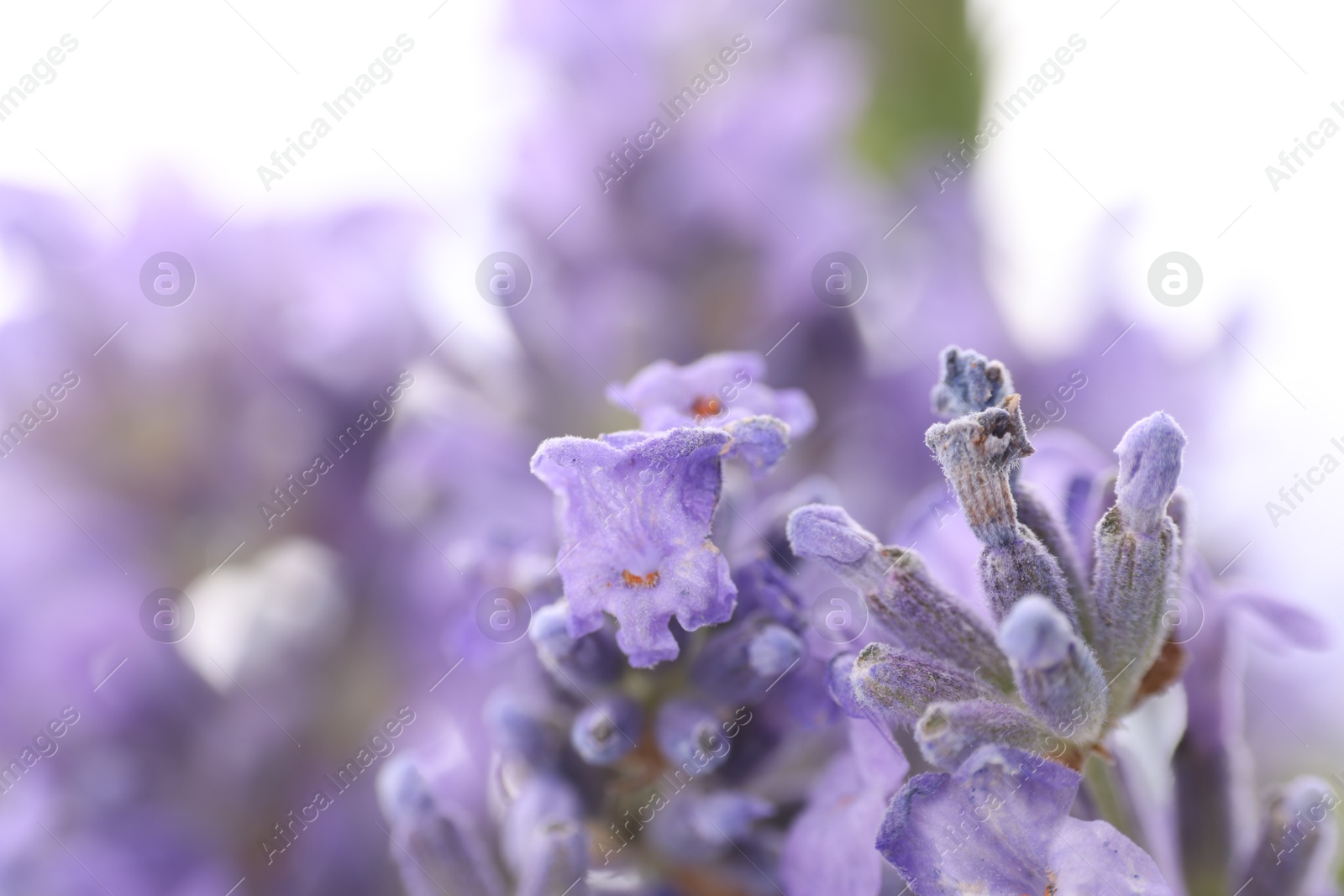 Photo of Beautiful lavender flowers on white background, closeup