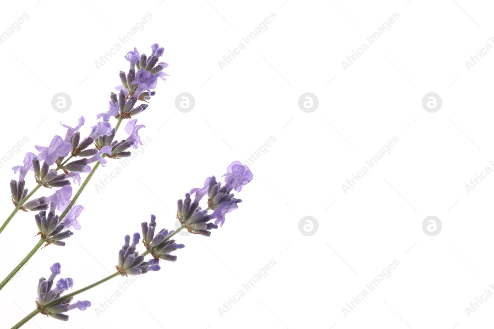 Photo of Beautiful lavender flowers on white background, space for text