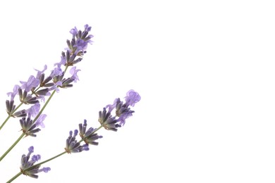 Photo of Beautiful lavender flowers on white background, space for text