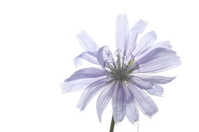 One beautiful chicory flower isolated on white