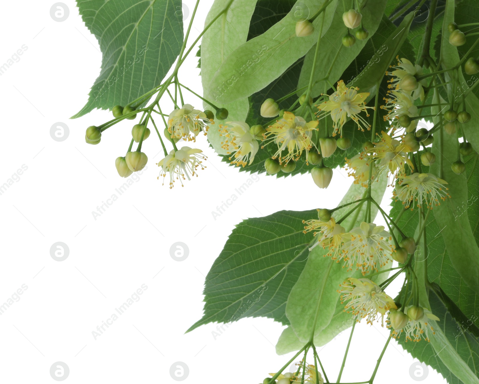 Photo of Branch with linden flowers and leaves isolated on white