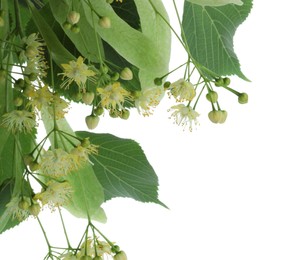 Photo of Branch with linden flowers and leaves isolated on white