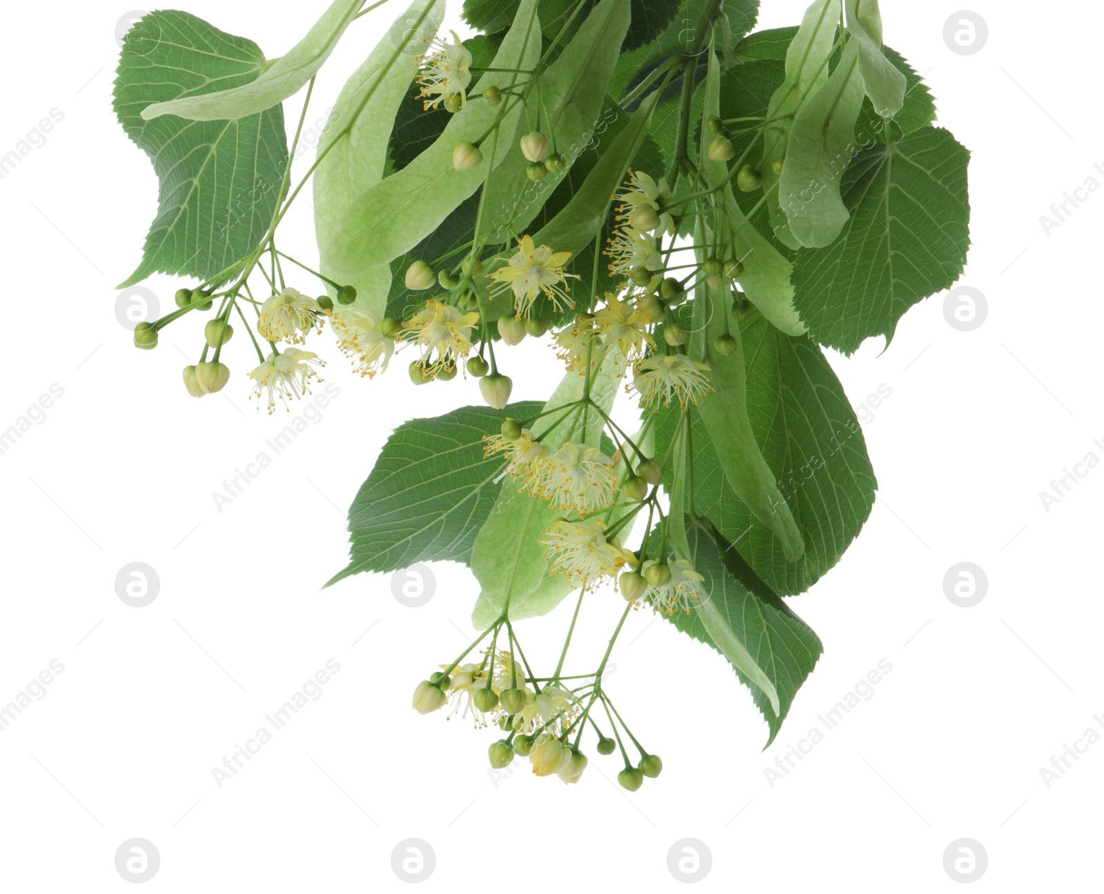 Photo of Branch with linden flowers and leaves isolated on white