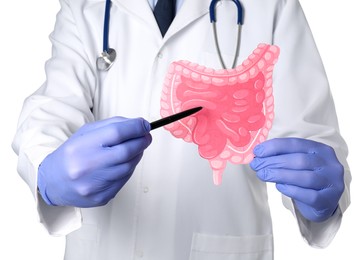 Doctor showing paper intestine cutout on white background, closeup