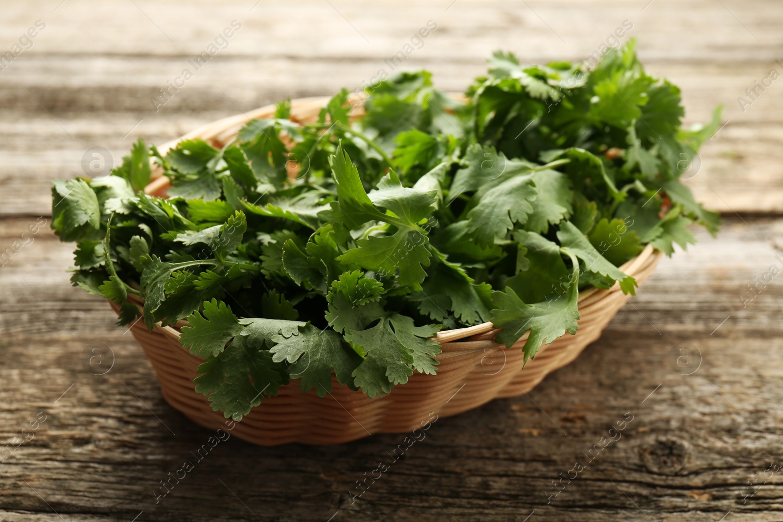 Photo of Fresh coriander in wicker basket on wooden table, closeup