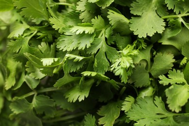 Photo of Fresh green coriander leaves as background, closeup