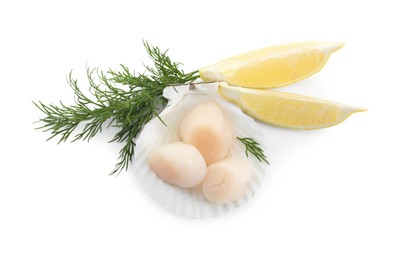 Photo of Raw scallops, shell, dill and lemon slices isolated on white, top view