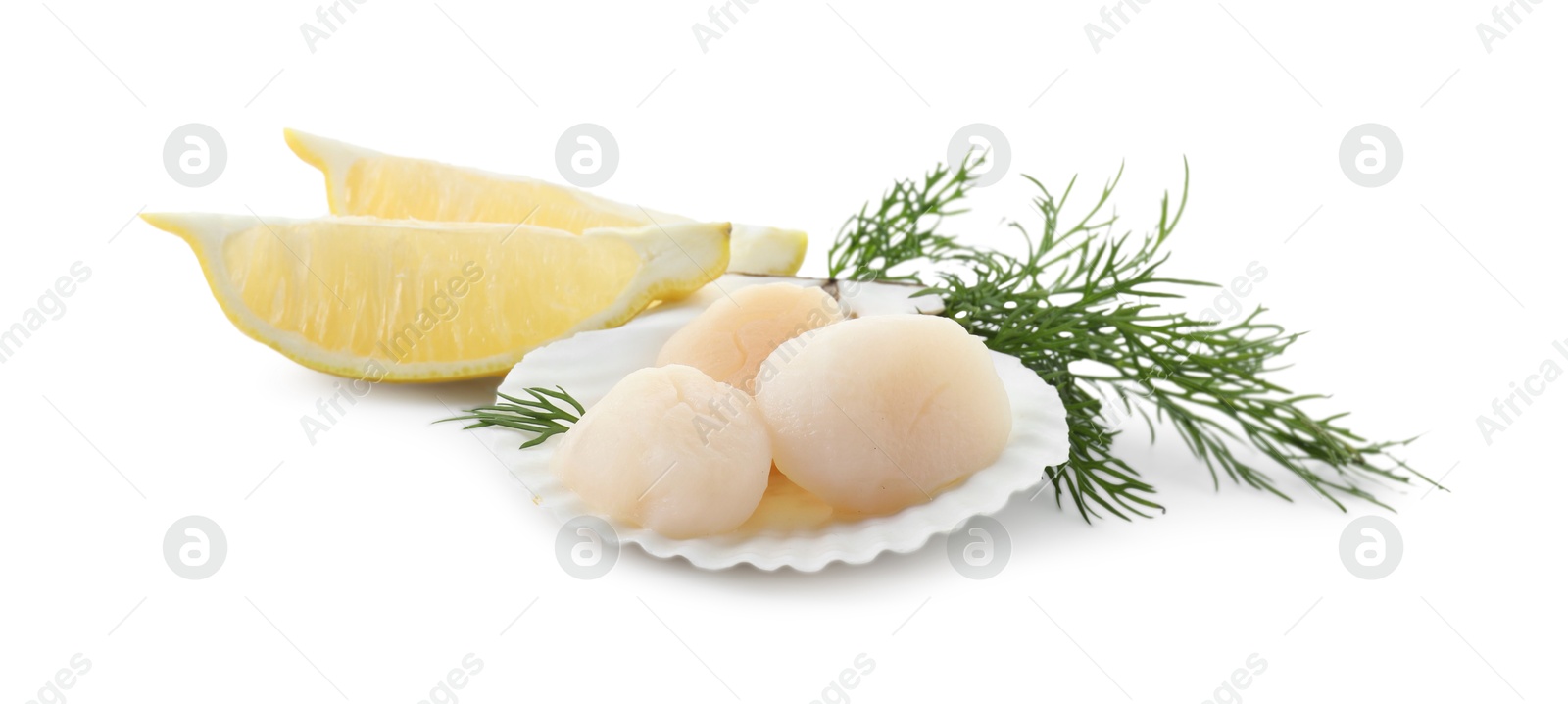 Photo of Raw scallops, shell, dill and lemon slices isolated on white