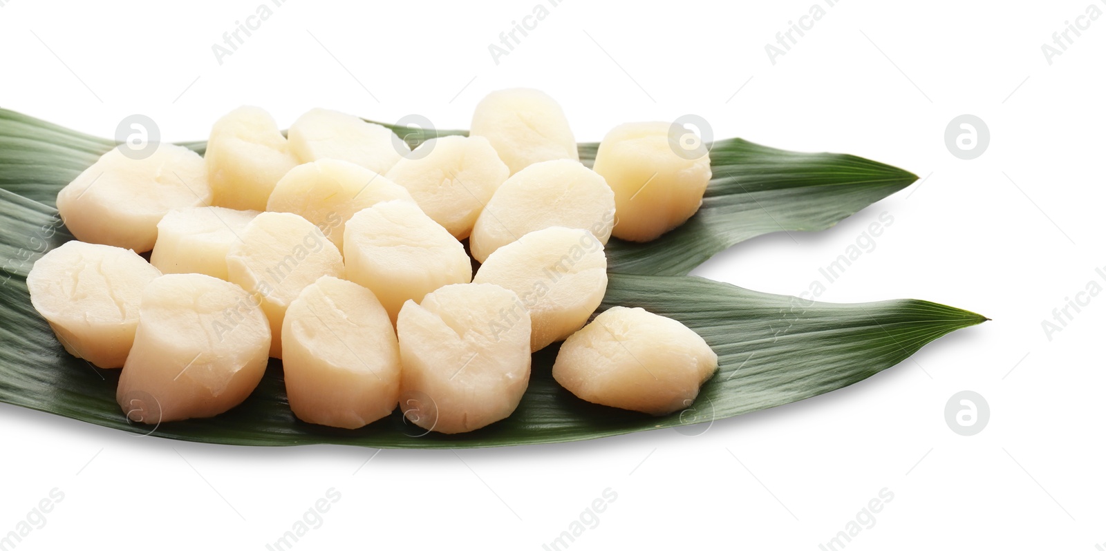 Photo of Fresh raw scallops and green leaves isolated on white