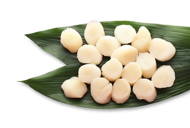 Photo of Fresh raw scallops and green leaves isolated on white, top view