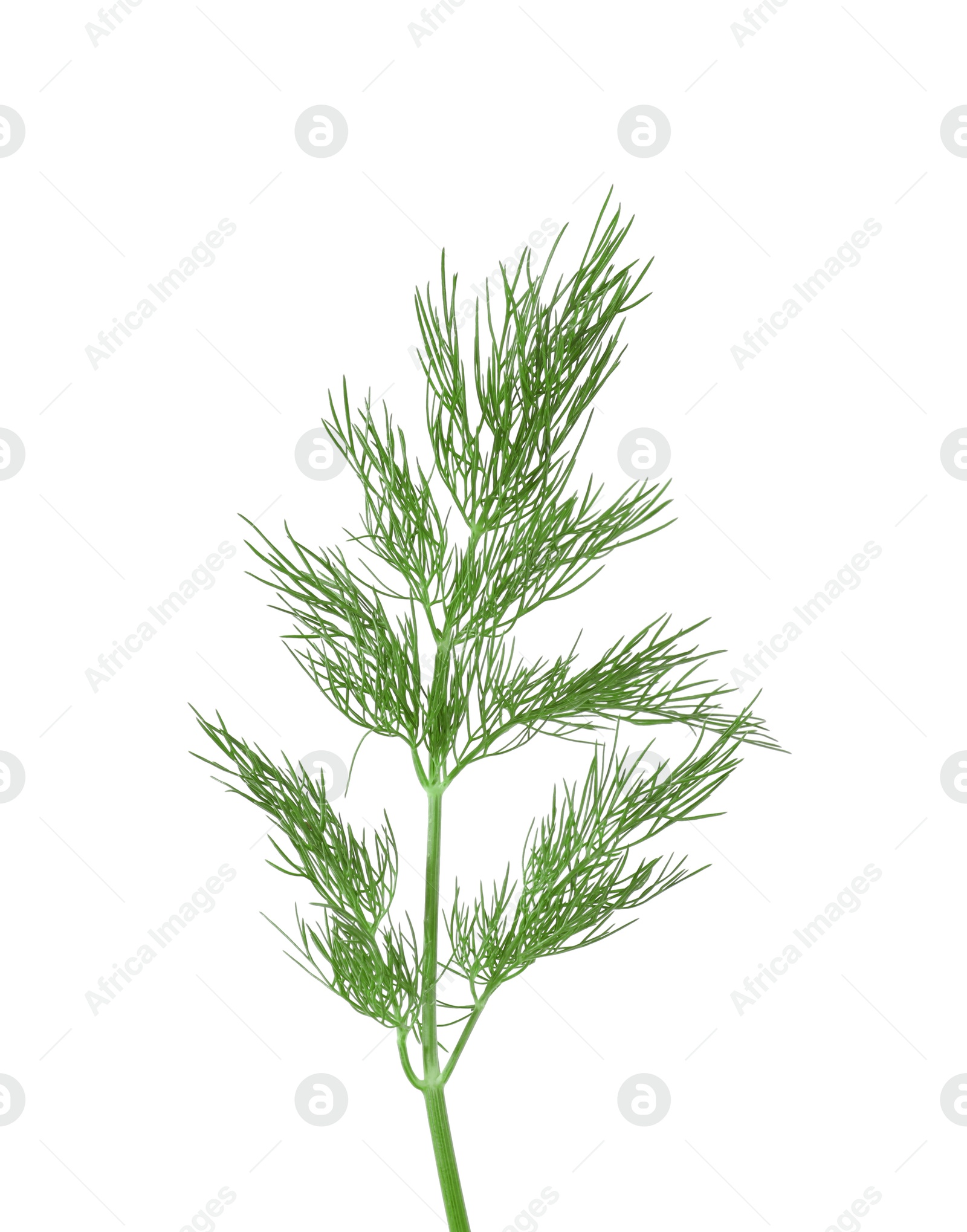 Photo of Sprig of fresh green dill isolated on white