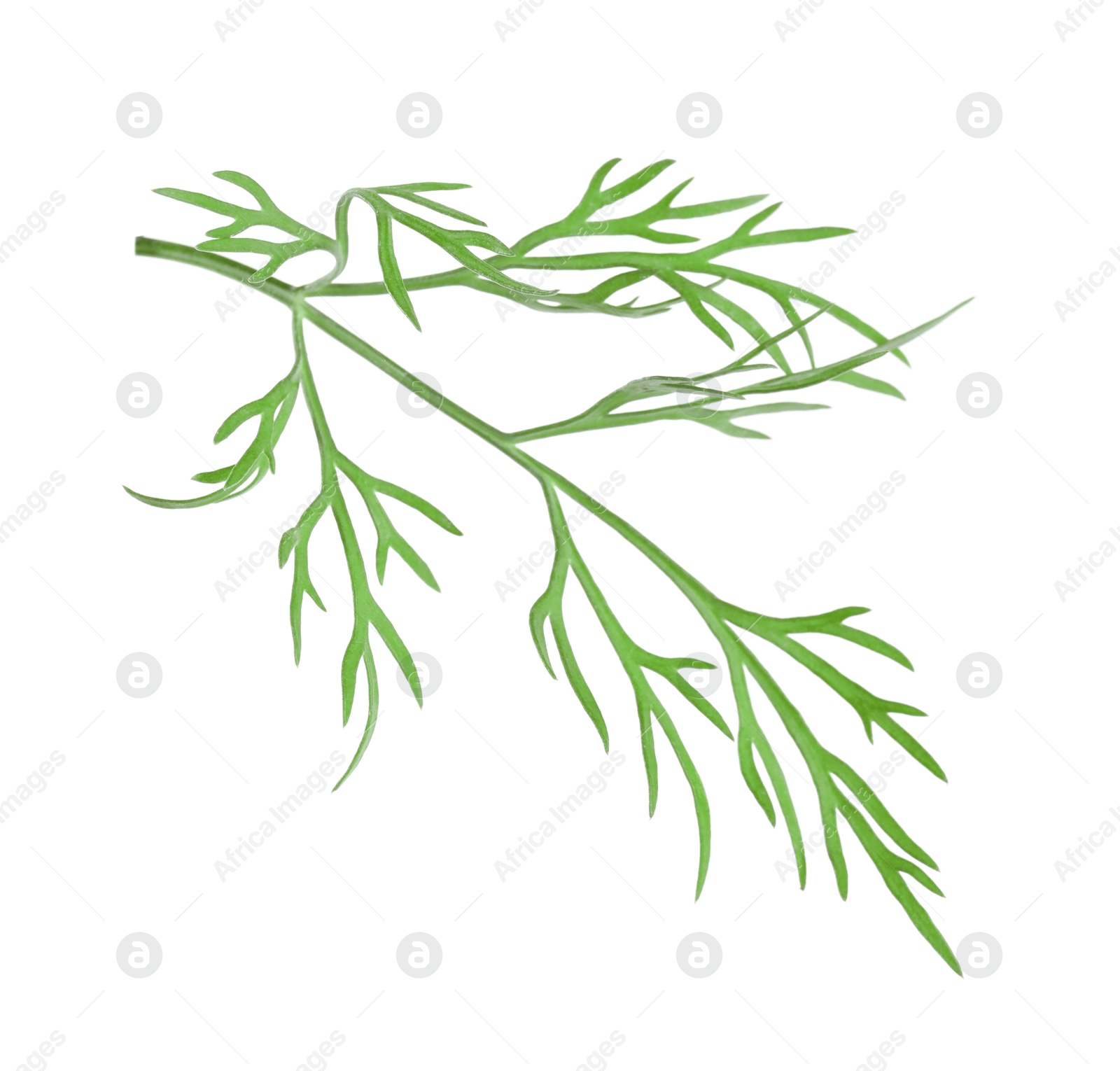 Photo of Sprig of fresh green dill isolated on white