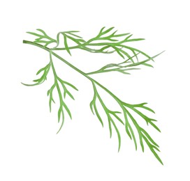 Photo of Sprig of fresh green dill isolated on white