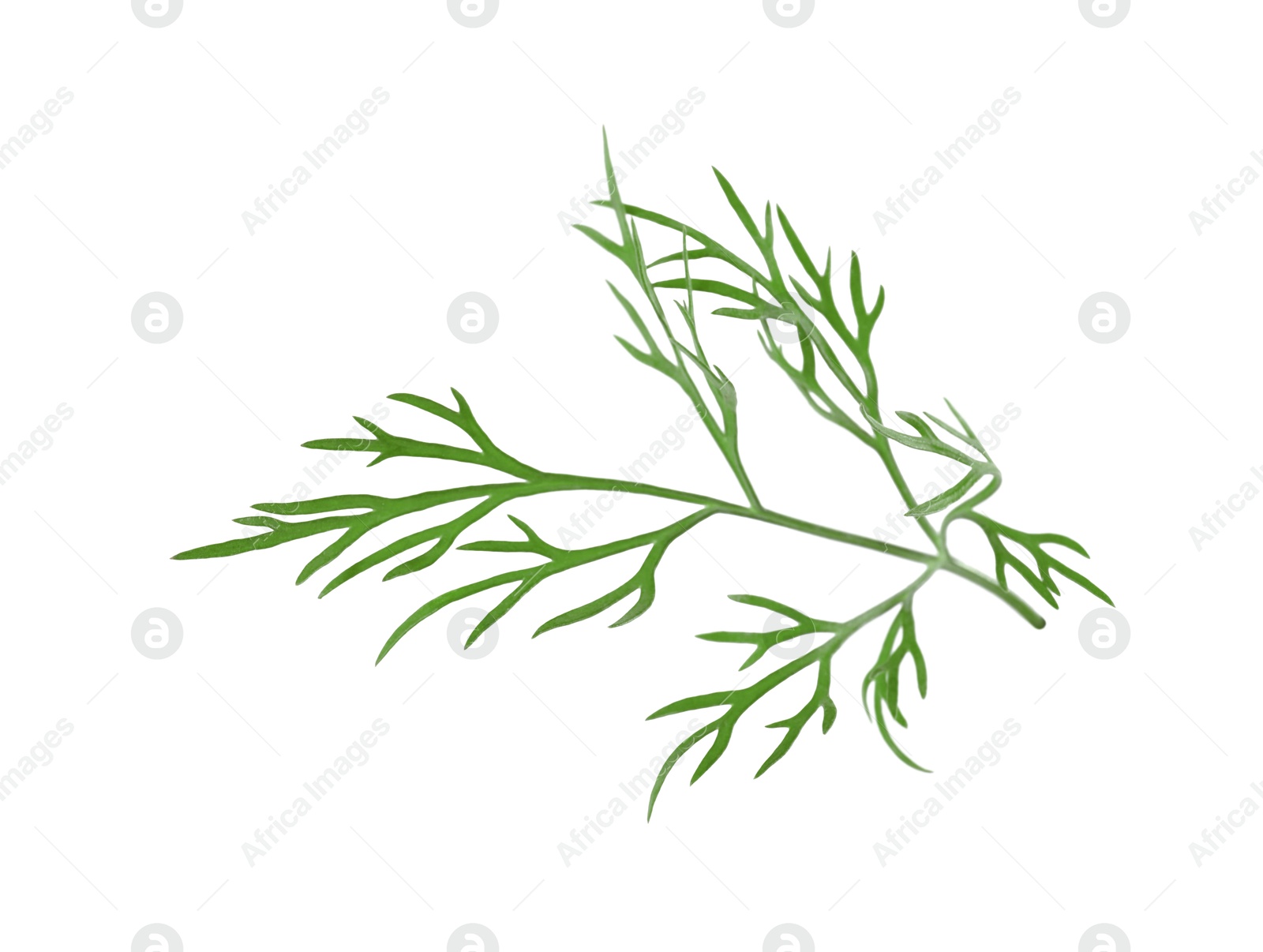 Photo of Sprig of fresh green dill isolated on white