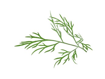 Photo of Sprig of fresh green dill isolated on white