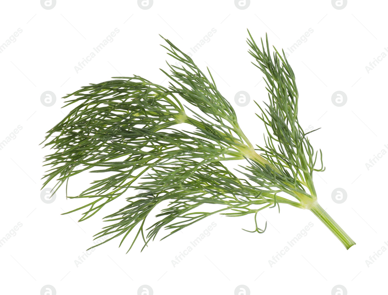 Photo of Sprig of fresh green dill isolated on white