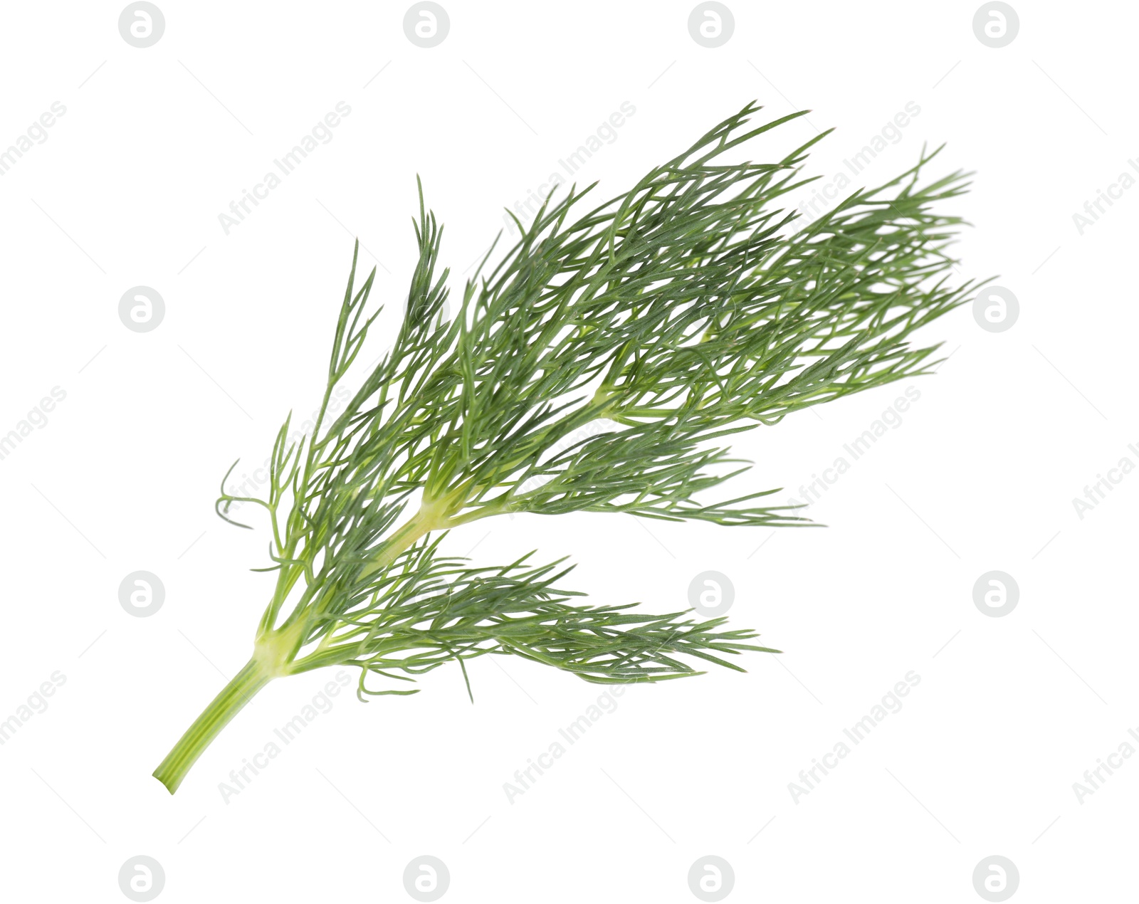 Photo of Sprig of fresh green dill isolated on white