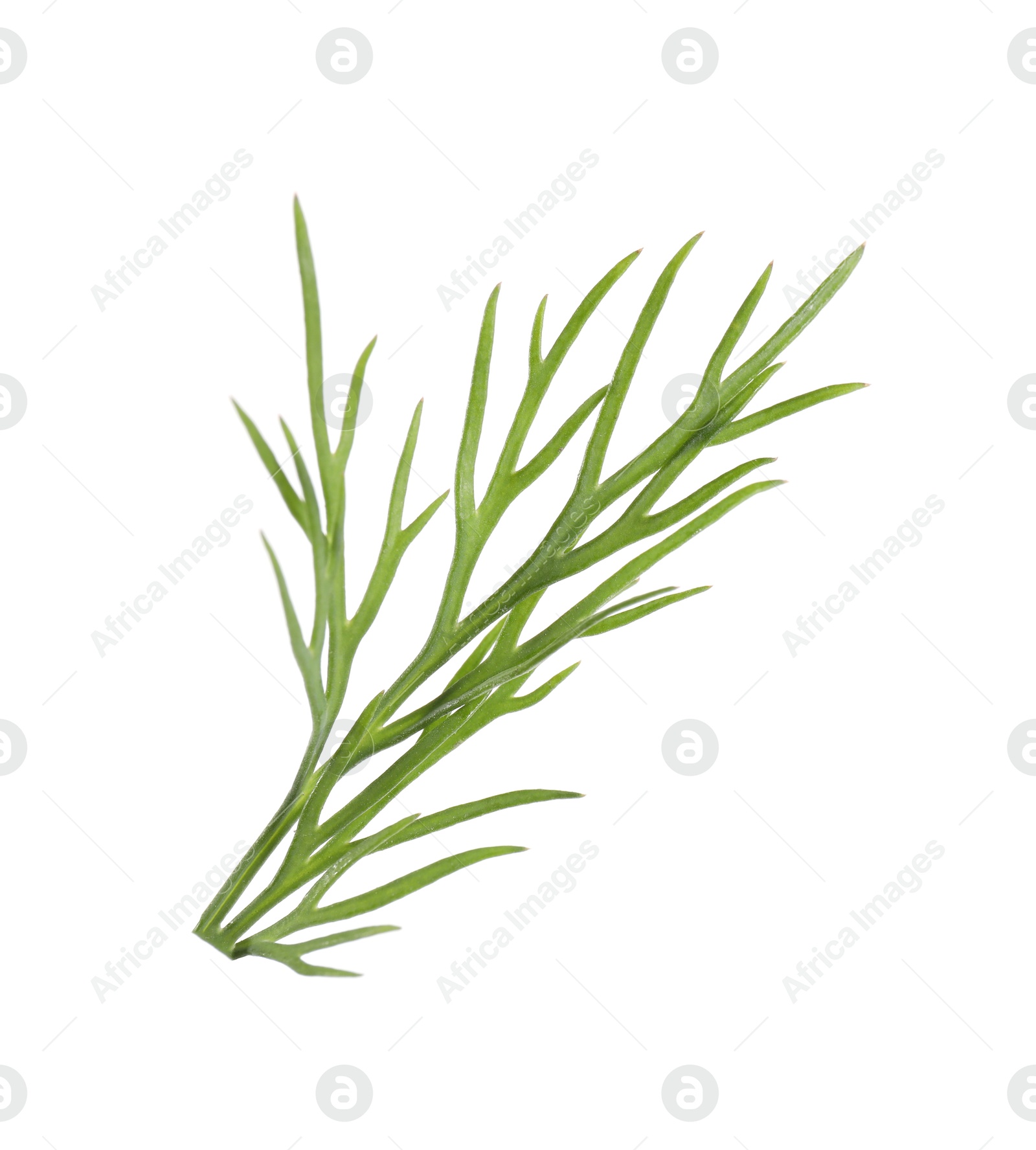 Photo of Sprig of fresh green dill isolated on white