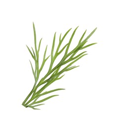 Sprig of fresh green dill isolated on white