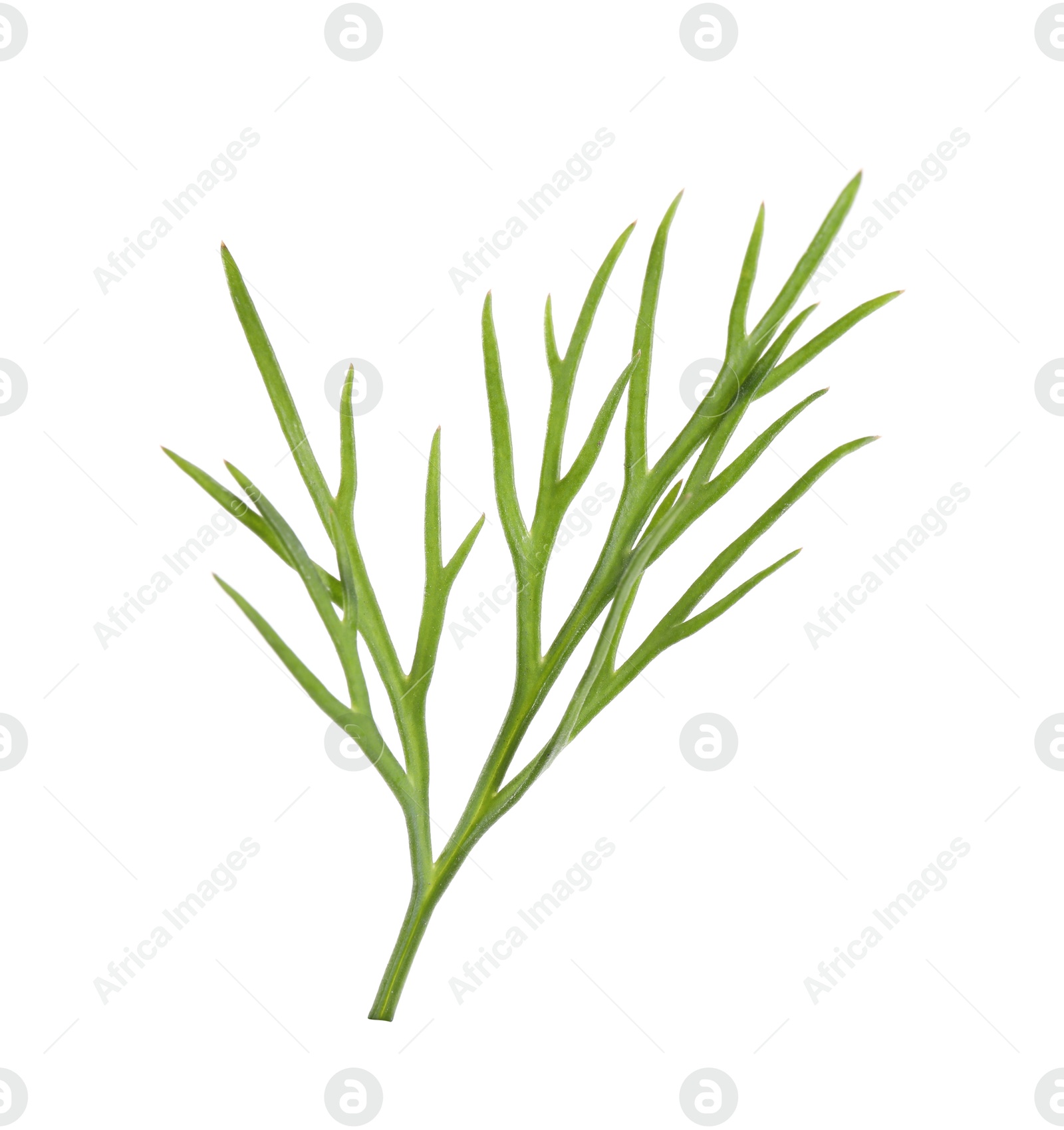 Photo of Sprig of fresh green dill isolated on white