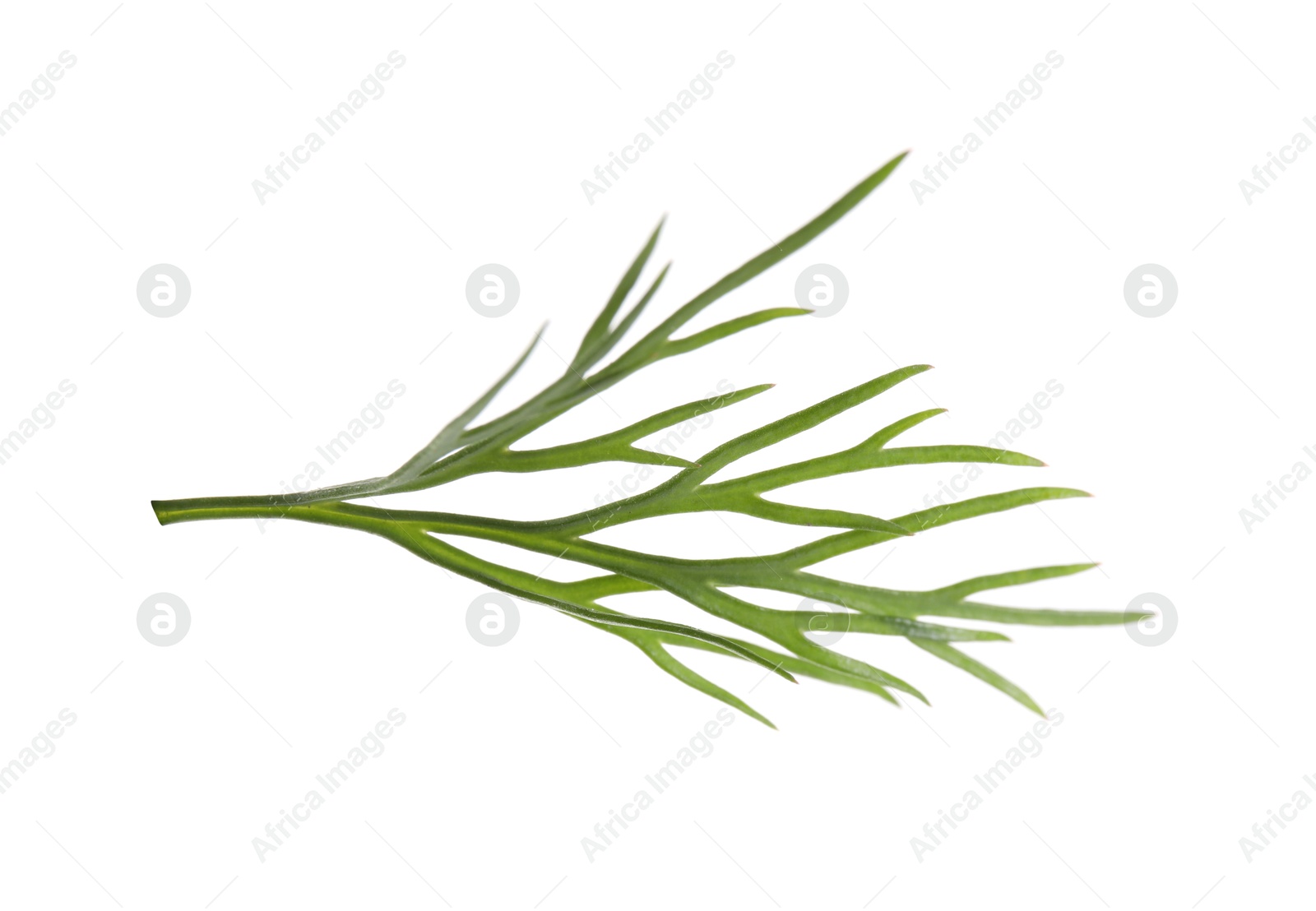 Photo of Sprig of fresh green dill isolated on white