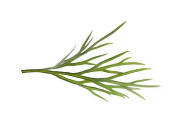 Sprig of fresh green dill isolated on white