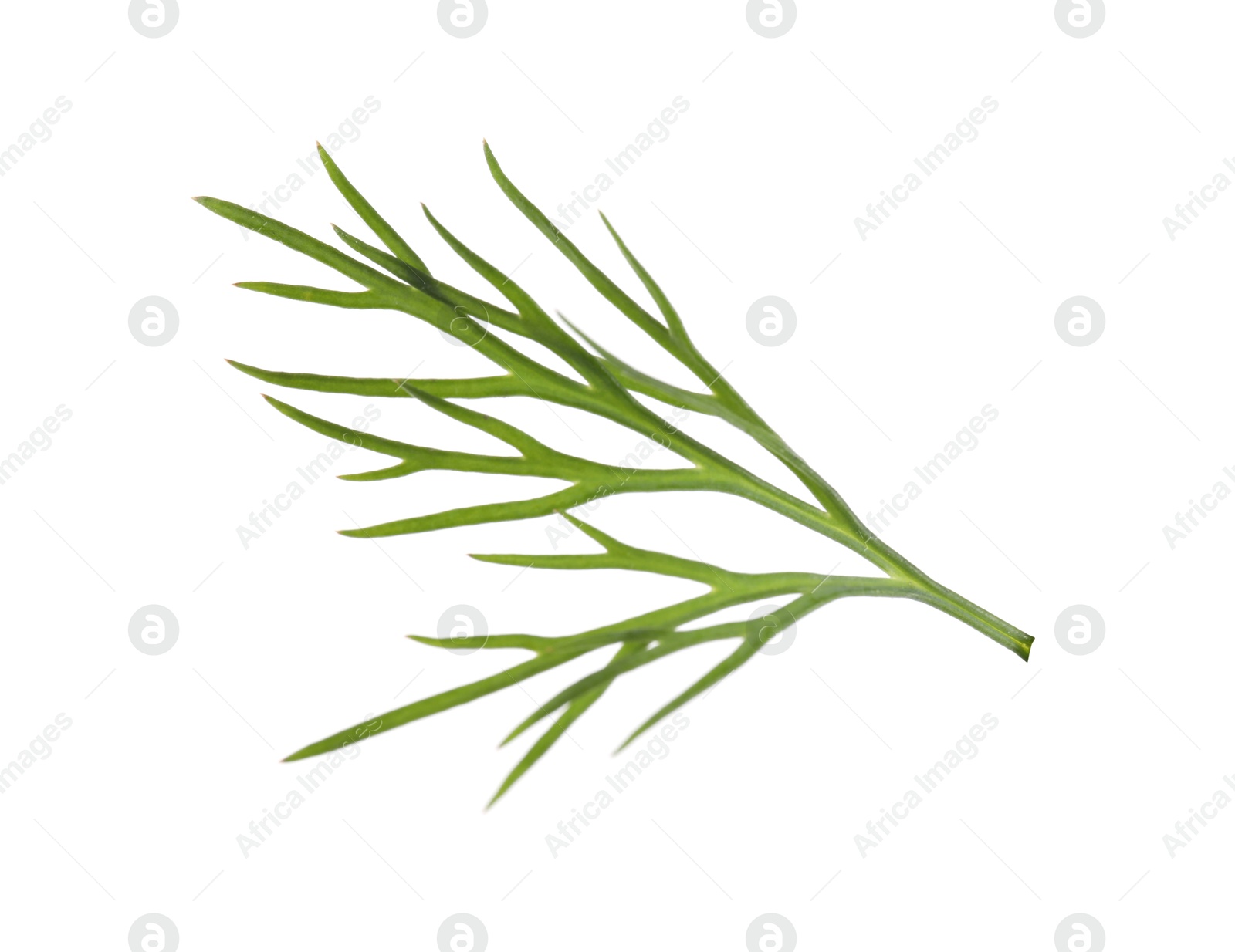 Photo of Sprig of fresh green dill isolated on white